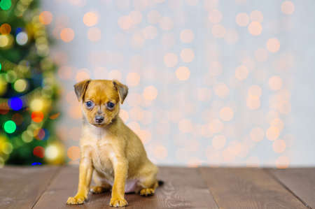 Toy terrier puppy on the background of a Christmas tree stands on a wooden floorの写真素材