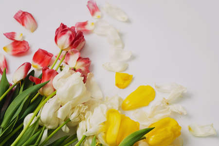 Tulips are white, red, yellow, wilted after the holiday. Copyspace.の写真素材