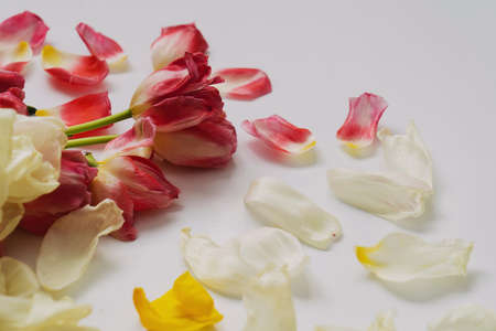 Tulips are white, red, yellow, wilted after the holiday. Copyspace.の写真素材