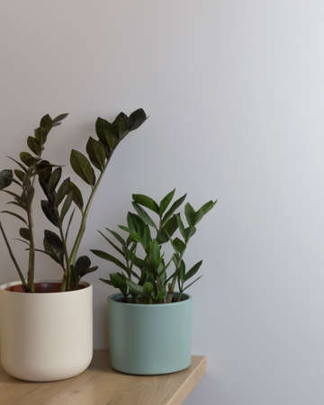 indoor plants on a gray backgroundの写真素材