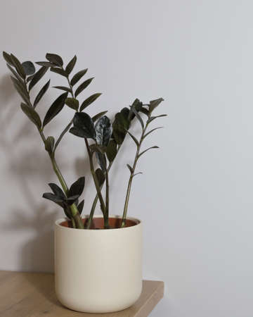 indoor plant black zamioculcas on a gray backgroundの写真素材