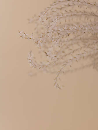 Dry beige grass on a beige wall background. Beautiful nature trend decor. Minimalistic neutral concept. Closeupの写真素材