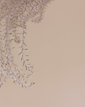 Dry beige grass on a beige wall background. Beautiful nature trend decor. Minimalistic neutral concept. Closeupの写真素材