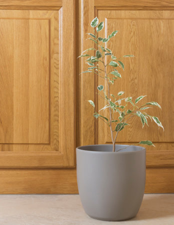 indoor plants on the wooden background. Ficus. Home garden.の写真素材