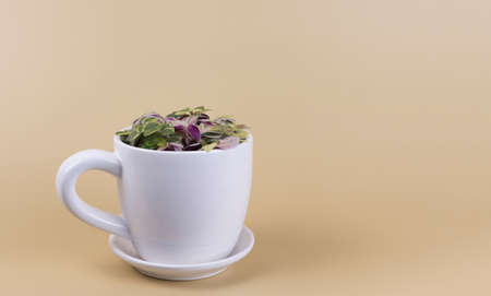 little green house plant in white pot cup on beige background. Ornamental garden in the apartment. Green house.の写真素材