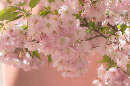 Branch of pink sakura on light pink background. Close upの写真素材