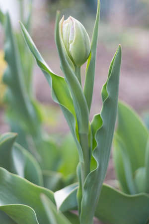 bud of tulip flower in sunlight. close-up.の写真素材