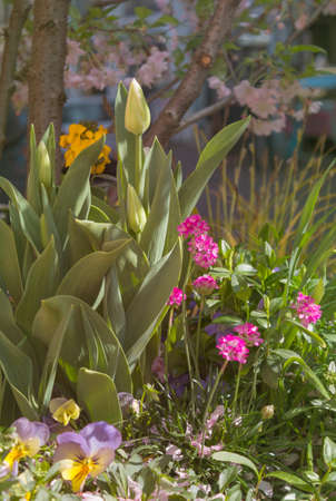 multicolored flower bed with tulips and others flowers. Urban landscaping. Gardening.の写真素材