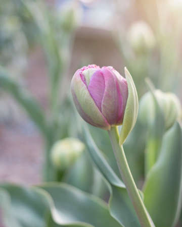 tulip flower in sunlight. close-up.の写真素材