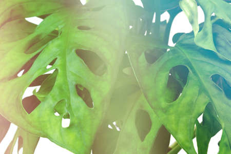 gradient background of tropical Monstera Adansonii or Monstera Monkey Mask. Close upの写真素材
