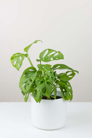 tropical Monstera Adansonii or Monstera Monkey Mask leaf in white flowerpot on white backgroundの写真素材