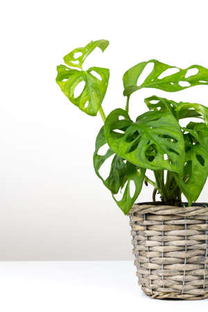 tropical Monstera Adansonii or Monstera Monkey Mask leaf in flowerpot isolated on white backgroundの写真素材