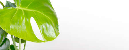 tropical Monstera deliciosa on white background. Home gardening minimalist trendy concept. Bannerの写真素材