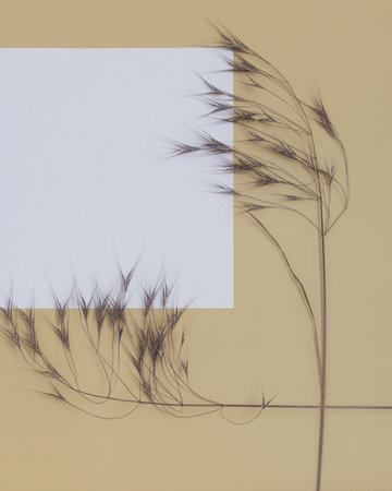 Dry beige grass on a beige wall background with paper white. nature trend decor. Minimalistic neutral concept. Closeupの写真素材