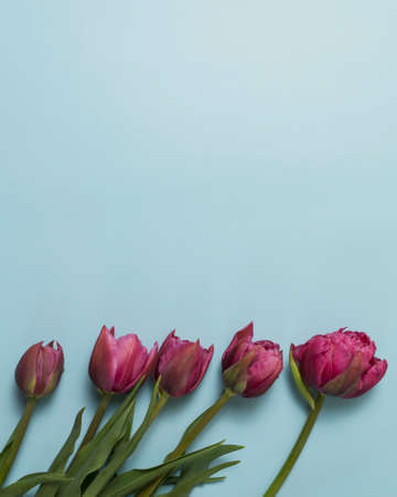 pink tulips on blue background .の写真素材