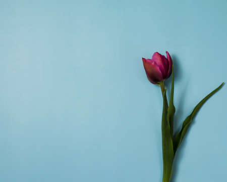 pink tulip on blue background .の写真素材