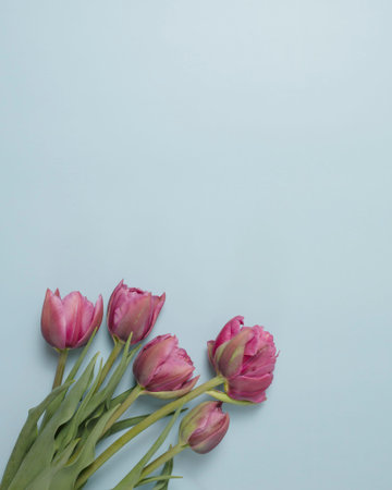 pink tulips on blue background .