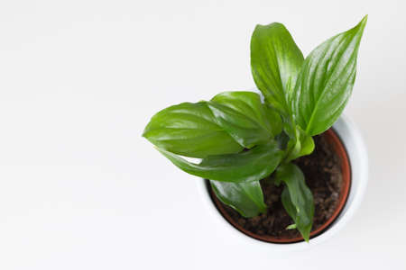 indoor plant spathiphillum on white background. Flat layの写真素材