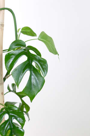leaves of Monstera deliciosa on white background. Home gardening minimalist trendy concept.の写真素材