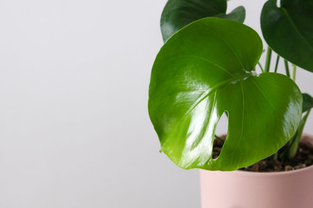 Monstera deliciosa in pink pot on white background. Home tropical gardening minimalist trendy concept. Close upの写真素材