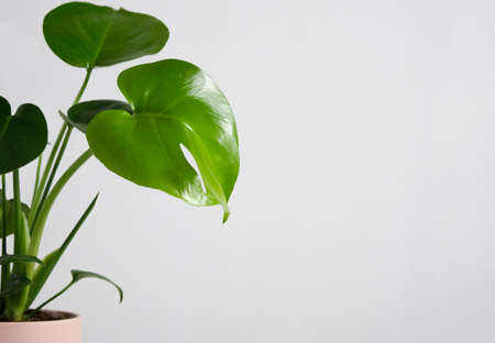 Monstera deliciosa in pot on white background. Home gardening minimalist trendy concept. Close up. Copy spaceの写真素材