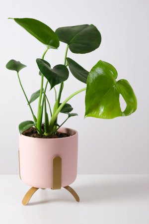 Monstera deliciosa in pink pot on white table. Home tropical gardening minimalist trendy concept. Close upの写真素材