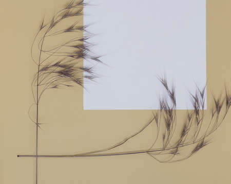 Dry beige grass on a beige wall background with paper white. nature trend decor. Minimalistic neutral concept. Closeupの写真素材