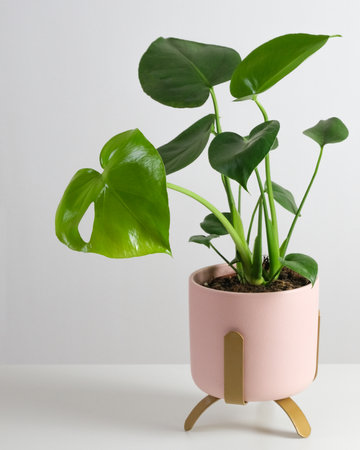 Monstera deliciosa in pink pot on white table. Home tropical gardening minimalist trendy concept. Close upの写真素材