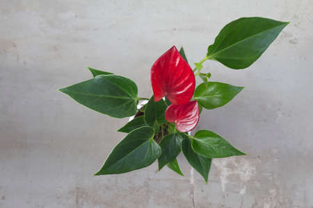 Houseplant red Anthurium andreanum on a grey background. Flat lay. Home gardeningの写真素材
