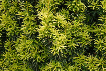 green plant background. Close up. Copy spaceの写真素材