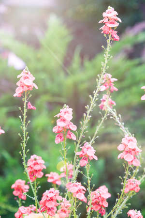 rose flowers on background of trees and old houses. Gardening.の写真素材