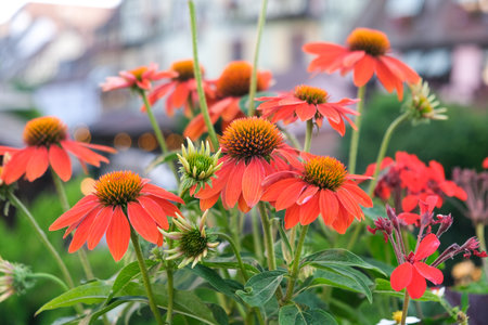 orange flowers on background of old houses. Urban landscaping. Gardening.の写真素材