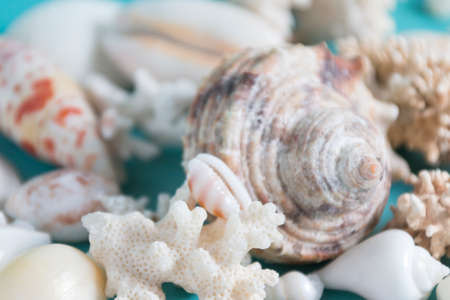 Summer sea background - shells and coral on a blue background.の写真素材