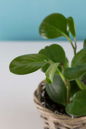 green house plant on blue background. Ornamental garden in the apartment. Green houseの写真素材