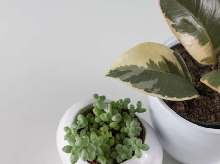 little green house plants on white background. Ornamental garden in the apartment. Green houseの写真素材