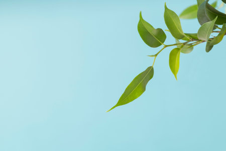 Ficus. green house plant on blue background. Ornamental garden in the apartment. Green house.