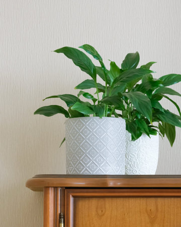 two spathiphyllum in light pot. indoor plants. Home gardeningの写真素材