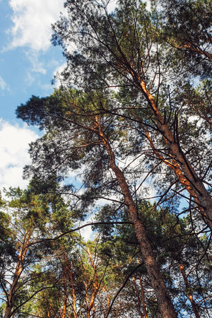 Top view with tree branch, blue sky and white clouds