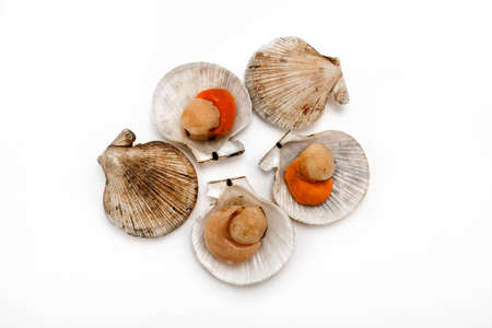 Open and closed scallops on a white background. Isolated.の写真素材