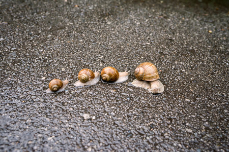 Four snails crawling on the asphalt