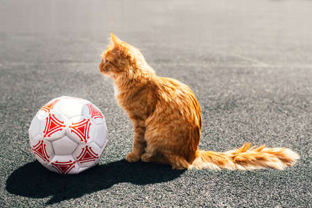 Adult fluffy red cat sits next to a soccer ball on the pavement.の写真素材