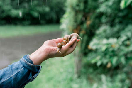 The girl holds in her palms two large grape snails sticking out of the shell.の写真素材