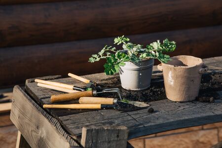 Two flower pots with the inscription. In one flower seedlings and nearby on the table are garden toolsの写真素材