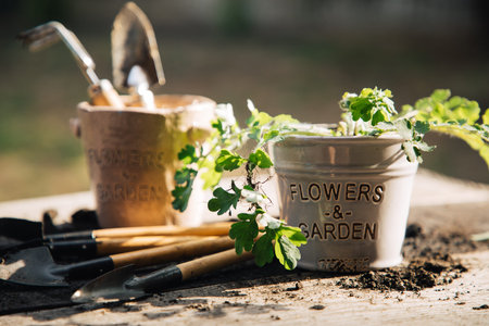 Two flower pots with the inscription. In one flower seedlings and nearby on the table are garden...