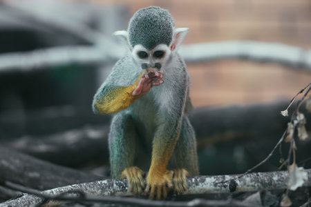 Squirrel Monkey On A Branch.