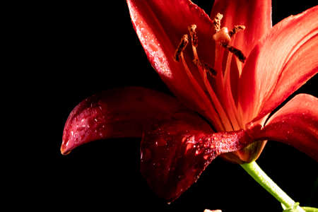 Red lily with dew drops on a dark background.の写真素材