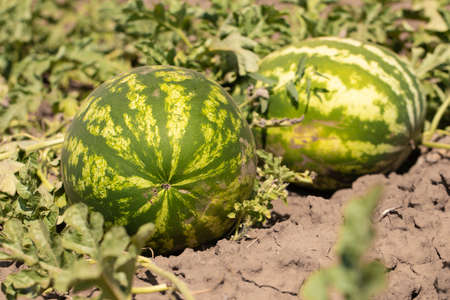 Large ripe watermelons in summer on melonsの写真素材