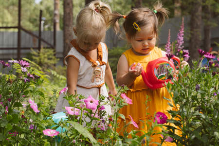 Two little girls sisters watering flowers in the gardenの写真素材