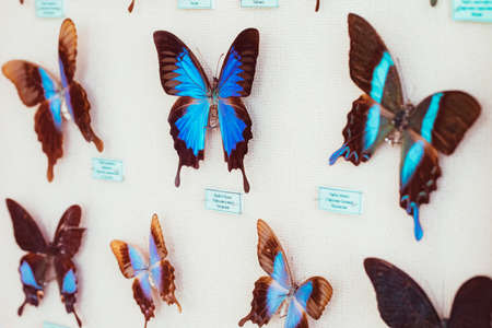 entomological collection. Collection of dried insects, butterflies under glassの写真素材