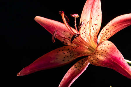 Tiger lily with dew drops on a dark backgroundの写真素材